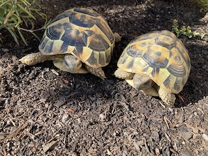 2 weibliche Schildkröten abzugeben