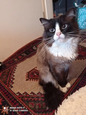 Deckkater männlich  Bild 4