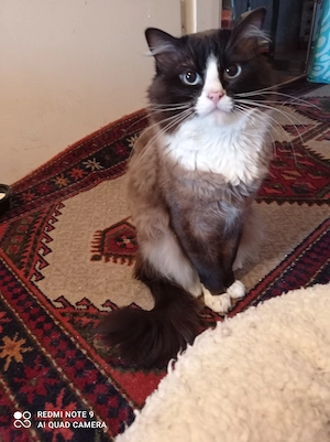 Ragdoll mit Stammbaum 