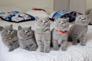 Bezaubernde BKH Zwerge Reinrassig