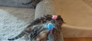 Reinrassige Bengalkitten