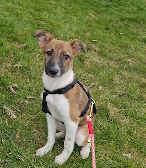 Mica, 5 Monate, wird ca. 50 cm