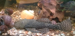 Antennenwels zu verschenken 