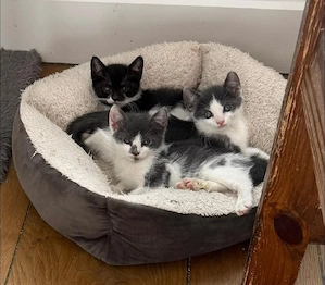 Fünf kleine Ekh Kitten suchen ein liebevolles Zuhause