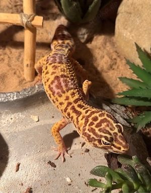1.2 Leopardgecko mit terrarium  Bild 8
