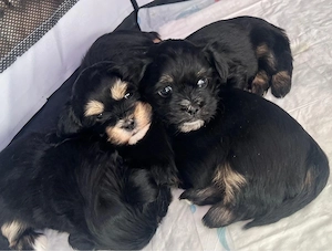 Havaneser-Shi-Tzu  " Havashu  " Welpen