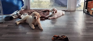 2 wunderschöne Golden Retriever Welpen Rüden suchen ab sofort 