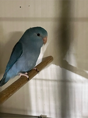 Sperlingspapagei