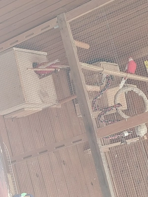 Prachtrosellas Bild 3