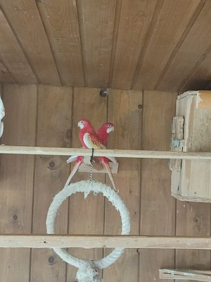 Prachtrosellas Bild 1