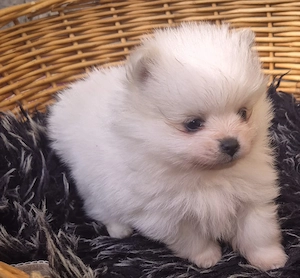 Süße Kleine Pomeranien Spitz