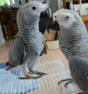 Graupapageien (Kongo)