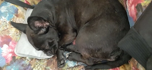 Französische bulldogge mix 