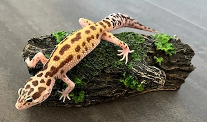 Leopardgecko 0.1 Weibchen - Raptor Mack Snow