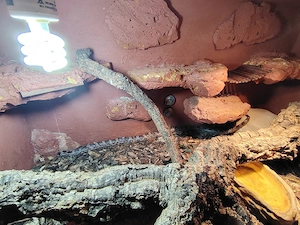 Schlange zu verkaufen