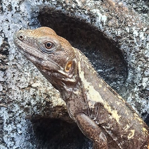 Ctenosaura Pectinata Pied   schwarzleguan