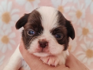 *Chihuahua Welpen mit Ahnentafel Körzucht*