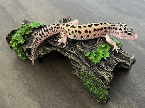 Leopardgecko 0.0.1 Weibchen   Mack Snow Eclipse 66% het TA