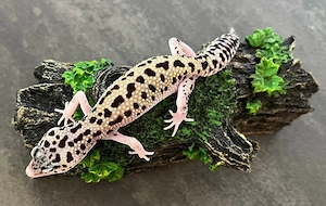 Leopardgecko 0.1 Weibchen Mack Snow Eclipse 66% het TA