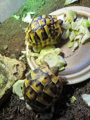 Schildkröten Landschildkröten griechisch