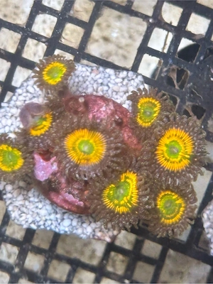 Sunny -D Zoa