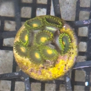 Gorilla Nipple - Zoa