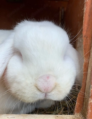 Dringed Widder abzugeben Bild 2