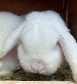 Dringed Widder abzugeben Bild 4