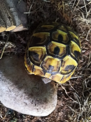 Griechische Landschildkröten antatt Hasen