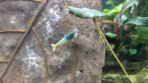 Blue Bolt Garnelen (Caridina logemanni "Blue Bolt") - Nachzuchten aus eigener Haltung