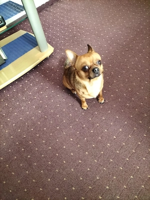 verkaufe eine Chihuahua Hündin 