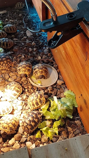 Griechische Landschildkröte Testudo Boettgeri ! Nachzucht 2025! Ab Ende März !