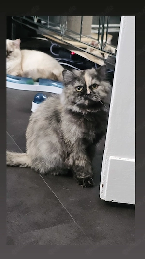 BLH Mädchen Dreifarbig 