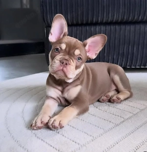 Französische Bulldoggenwelpe - Männlich (verfügbar)