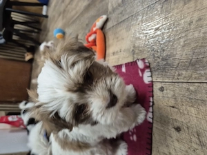 Havaneser Traumwelpen