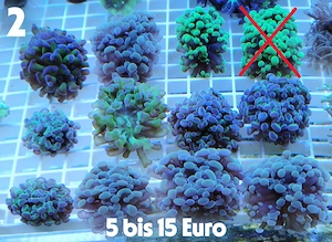 Meerwasser Korallen-Ableger !!! EXPRESSVERSAND !!!