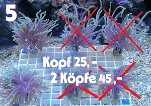 Meerwasser Korallen-Ableger !!! EXPRESSVERSAND !!!