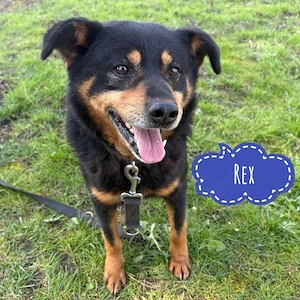 Rex, lieber und ausgeglichener, kleiner Rottweiler Mischling