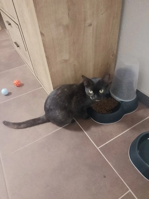 devon rex mix Mädchen