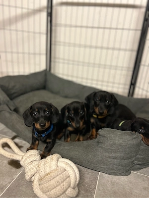 Black Tan Dackel Welpen