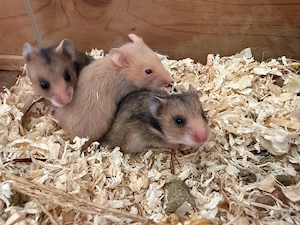 Goldhamsterbabys zu verkaufen nur noch männchen