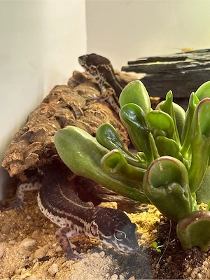 2 weibliche Leopardgeckos Black Night
