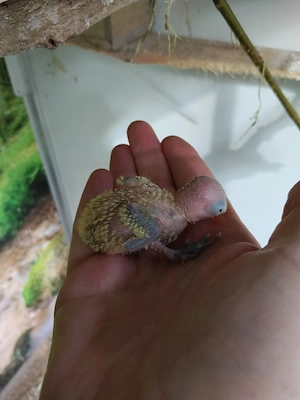 Pfirsichköpfchen Agaporniden Unzertrennliche 