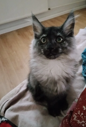 Maine Coon kitten Weiblich Sucht sehr Dringend ein Liebevolles Zuhause 