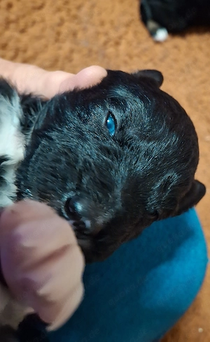 Australian Shepherd  welpen