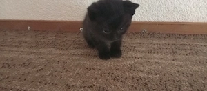 Zuckersüßer BKH-Mix "Mogli" sucht ein liebevolles Zuhause