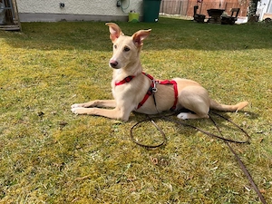 Barney    sucht sein Für-immer-Zuhause