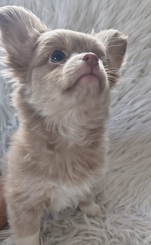 Chihuahua Pomchi Welpen 