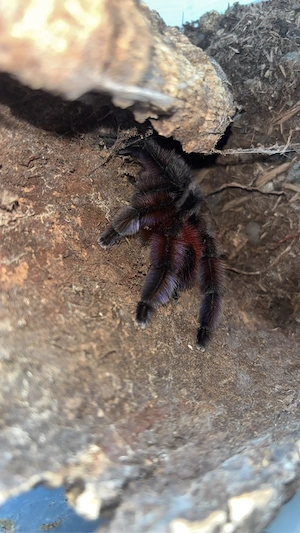 vogelspinne männlich