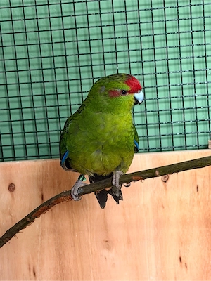 ziegensittich henne 2025